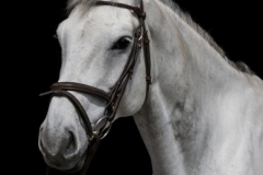 "Horse photoshoot" / Photographer - Jasper Legrand