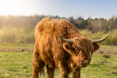 "Highland cow" / Photographer - Jasper Legrand