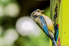 "blue tomtit feeds its newborn" / Photographer - Jasper Legrand