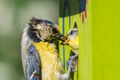 "blue tomtit feeds its newborn" / Photographer - Jasper Legrand