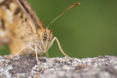 "Macro Butterfly" / Photographer - Jasper Legrand