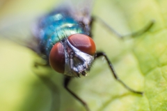 "Macro Fly" / Photographer - Jasper Legrand