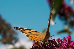 "Butterfly" / Photographer - Jasper Legrand