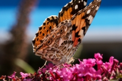 "Butterfly" / Photographer - Jasper Legrand