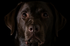 "Labrador" / Photographer - Jasper Legrand