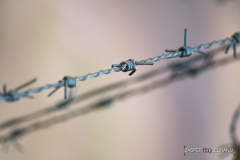 "Barb wire"/ Photographer - Jasper Legrand