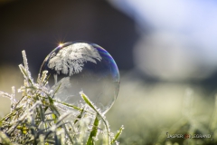 "Frozen bubble-separate love" / Photographer - Jasper Legrand