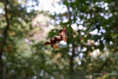 "Falling leaf" / Photographer - Jasper Legrand