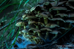 "Poisonous Mushrooms 2016" / Photographer - Jasper Legrand